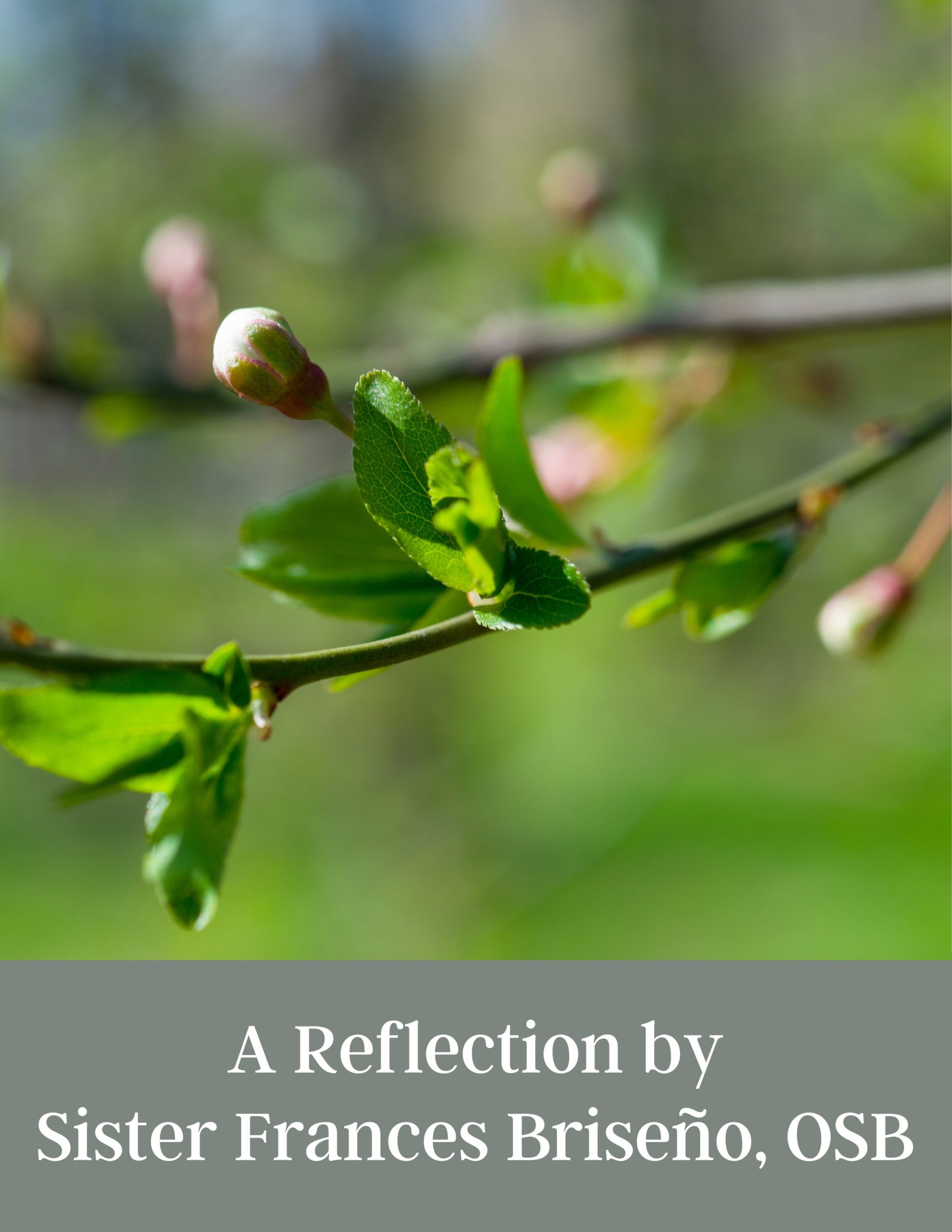 A Reflection by Sister Frances Briseño, OSB